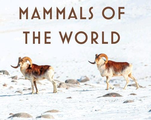 mountain mammals of the world